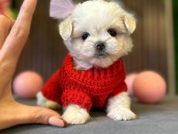 ÇOK GÜZEL MALTESE BEBEKLER