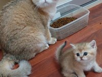 Safkan golden british shorthair