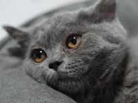 Veteriner kontrolünde sağlıklı british shorthair yavrular