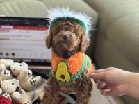 Yakışıklı oğlum Odin büyümeyen toy Poodle