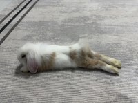 4.5 aylık Hollanda Lop Tavşan