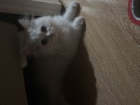 2 chinchilla kedim olduğu için sahiplendiriyorum