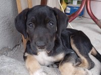 Cane corso Rottweiler Kırması