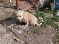 Golden retriever kırması 2 aylık yavrular