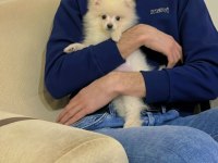 Ankara Pomeranian Boo