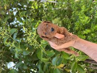TOY POODLE RED BROWN BEBEKLER