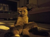 Ücretsiz scottish fold kedisini sahiplendirme
