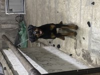 Şecereli 8 aylık dişi rottweiler