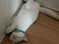 British Shorthair 6 Aylık Yavru Eğitimli