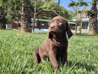 RUHSATLİ ÇİFLİKTEN ÖZEL LABRADOR YAVRULARI İSTANBUL