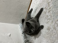 British Shorthair Kalite Tesadüf Değildir