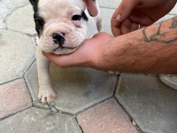 2,5 aylık french bulldoglar