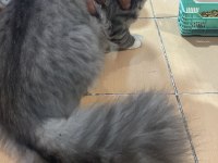 Sibirya orman kedisi 4 aylık erkek