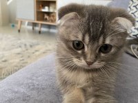 Scottish fold erkek yavru kedimiz