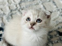 British scottish shorthair lynx