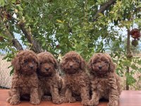SAFKAN TOY POODLE YAVRULAR