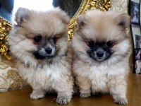 Pomeranian boo yavru 1 buçuk aylık
