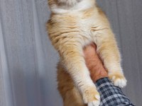 Kaliteli golden british shorthair ny 12