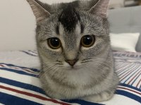 British shorthair dişi 7 aylık
