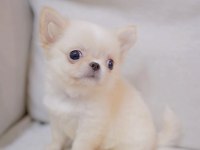 Safkan Anne Babadan Mini Chihuahua Yavrular
