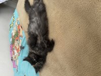 Kızımın alerjisinden dolayı verilecek british longhair