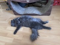 scottish fold Kızıma british longhair arıyorum