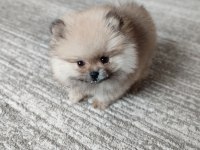 POMERANİAN TEDDY ERKEK