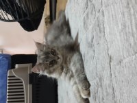 Karışım ırk kedimiz