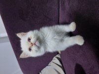 Kısa tüylü iran kedisi