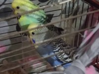 Acil sahiplendirilecek muhabbet kuşu