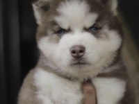 HUSKY KÖPEĞİ SAFKAN