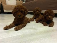 Show kalite red brown toy poodle yavrularımız