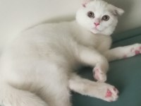 Yavru Acil Scottish Fold