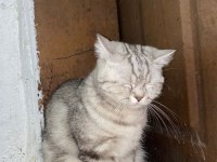British Shorthair Dişi