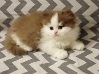 Cinnemon bi color british longhair yavrularımız
