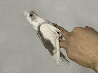 Sultan papağanı yem kırmasına bir hafta var