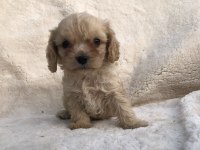TÜY DÖKMEZ KOKU YAPMAZ CAVAPOO YAVRULAR