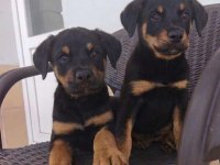 Rottweiler Yavruları