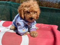Tüm aşıları bitmiş son 2 kardeş maltipoo