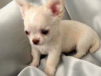 krem beyaz chihuahua (şivava erkek) bebiş