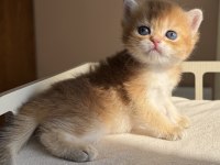 Ny11 Ny12 Mükemmel Kalite Golden British Shorthair