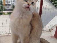 British shorthair ny11 dişi 1.5 yaşında