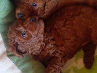 KOYU POODLE SEVENLER KIVIR KIVIR BEBEKLER
