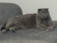 İsmi gibi prenses sakin huylu scottish fold