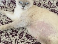 British shorthair 1 yaşında