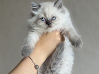 EVİNİZİN NEŞESİ BRİTİSH LONGHAİR BLUE POİNT