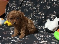 Toy poodle köpekler