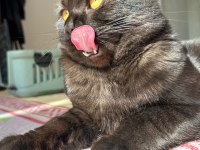 Siyah scottish fold erkek kedi