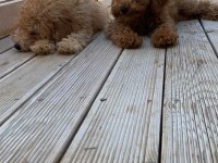 Yavru Poodle