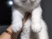 British shorthair w63 odd eyes erkek yavrum teslime hazır
